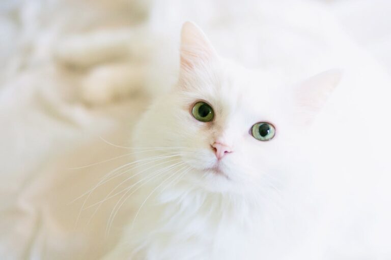 Kedi ve ev bitkileri - güvenli bitkiler listesi