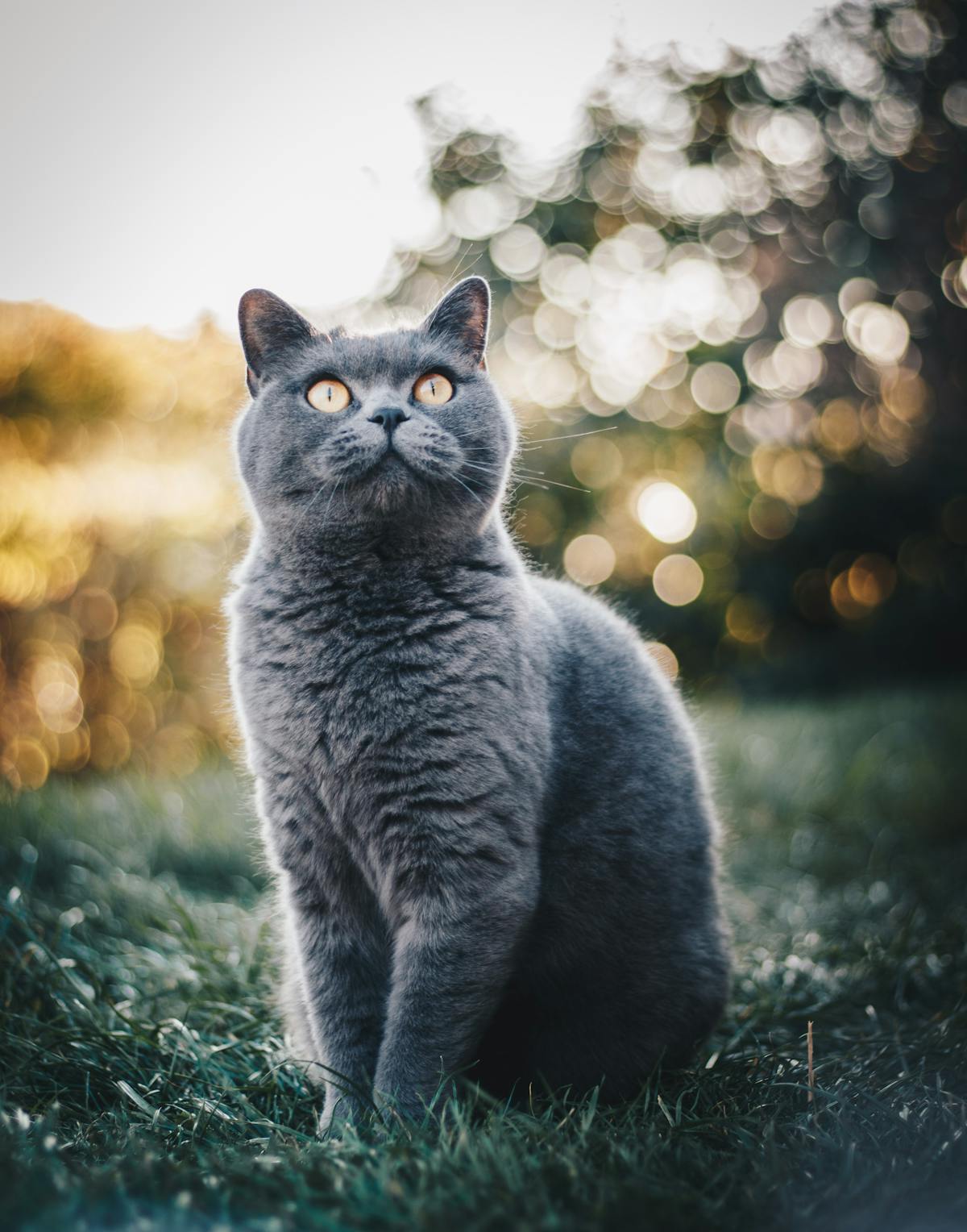İki kedi birlikte - çok kedili ev yönetimi